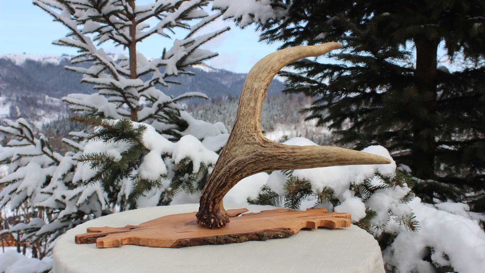 Інтер'єрна композиція «Ріг на дереві»/козулі/підвісний настінний декор