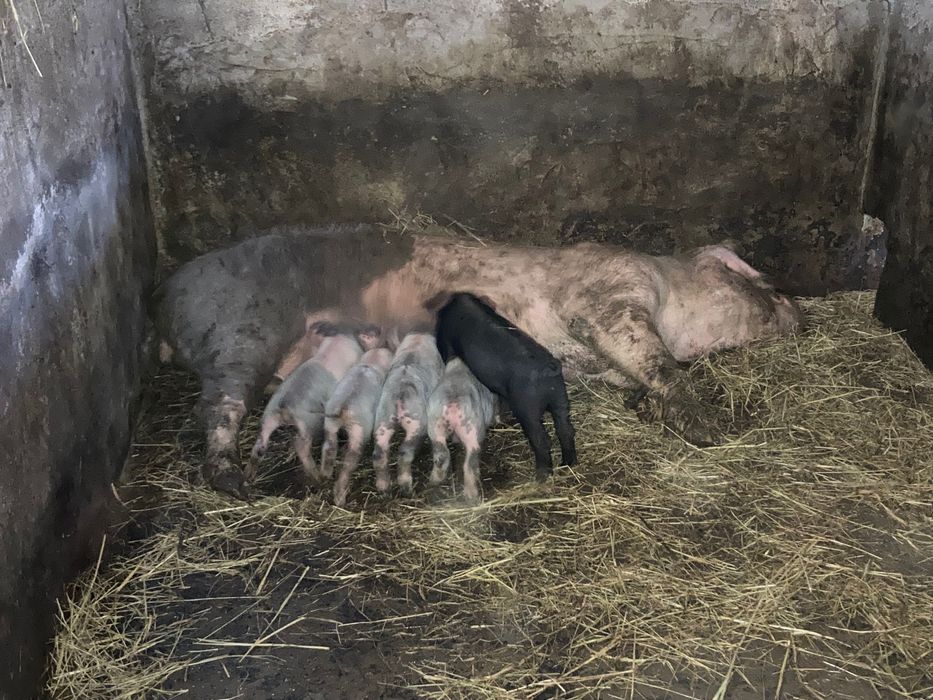 Leitões raça bísara