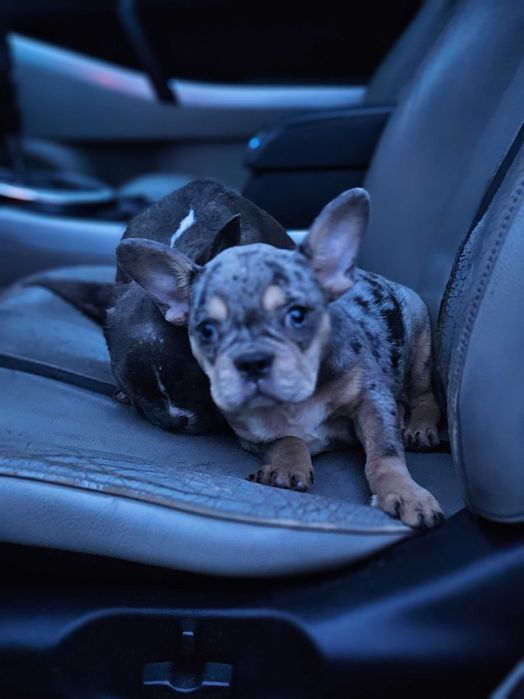 Французькі бульдоги