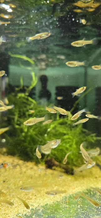 Gupik endlera blue japan