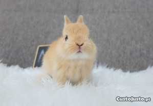 Coelhos anões+Gaiola nova+alimentação adequada