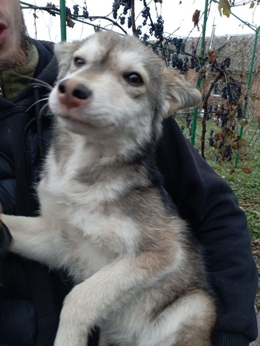 ! Люди допоможіть будь ласка ! знайти собачку звати хайка