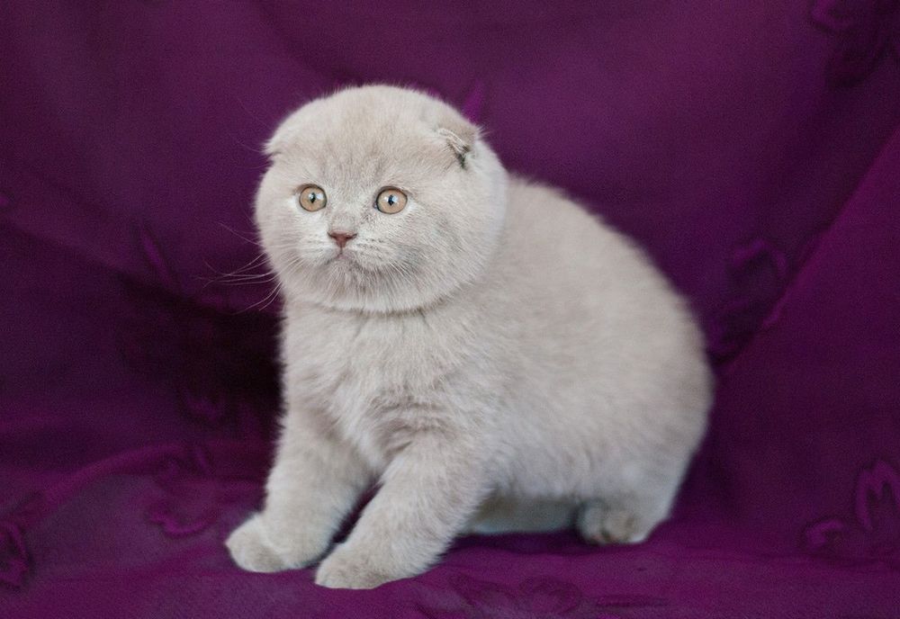Скоттиш фолд страйт вислоухий Прямоухий шотландец