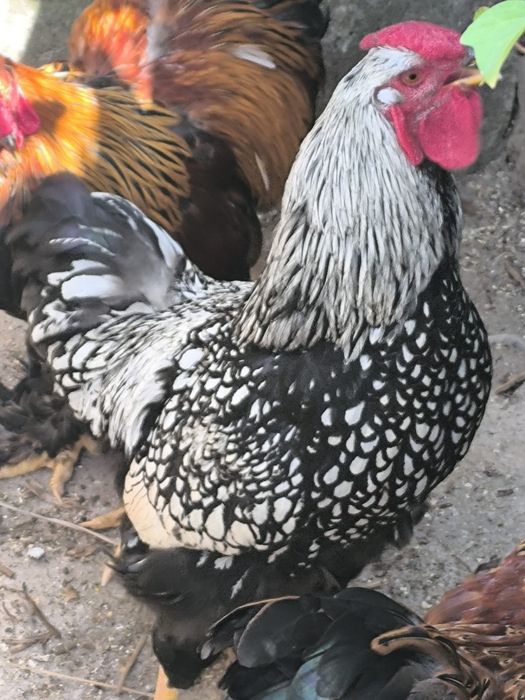 Galo wyandotte e Brahma com 9 meses