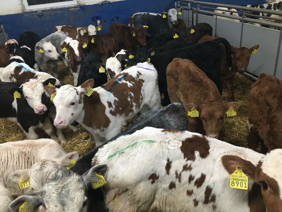 Cielaki mięsne byki jałówki