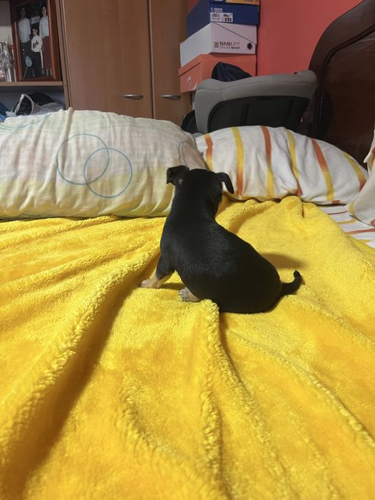 Chihuahua macho muito pequena cor