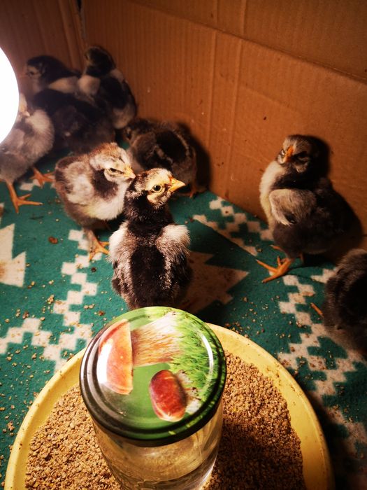 Kury Wyandotte srebnołuskowane olbrzymie jaja lęgowe, pisklęta