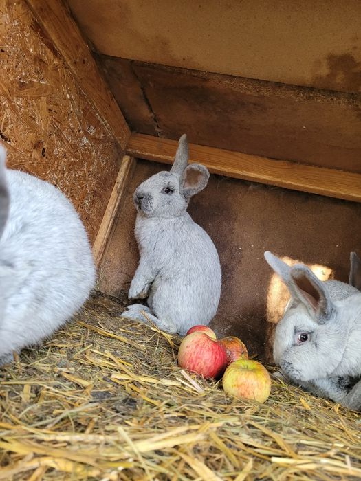 Wjs Wielki Jasno Srebrzysty samce