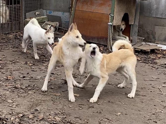 Цуценята західно сибірської лайки