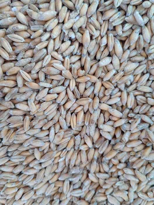 Pszenica, pszenżyto, ,owies