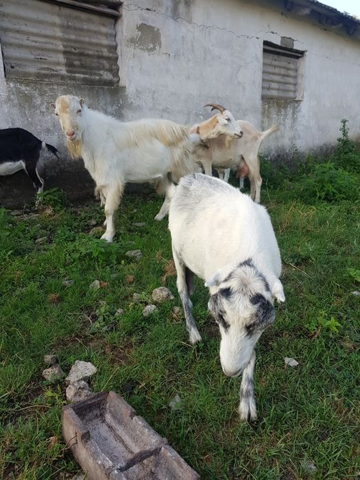 Продаються кози дійні