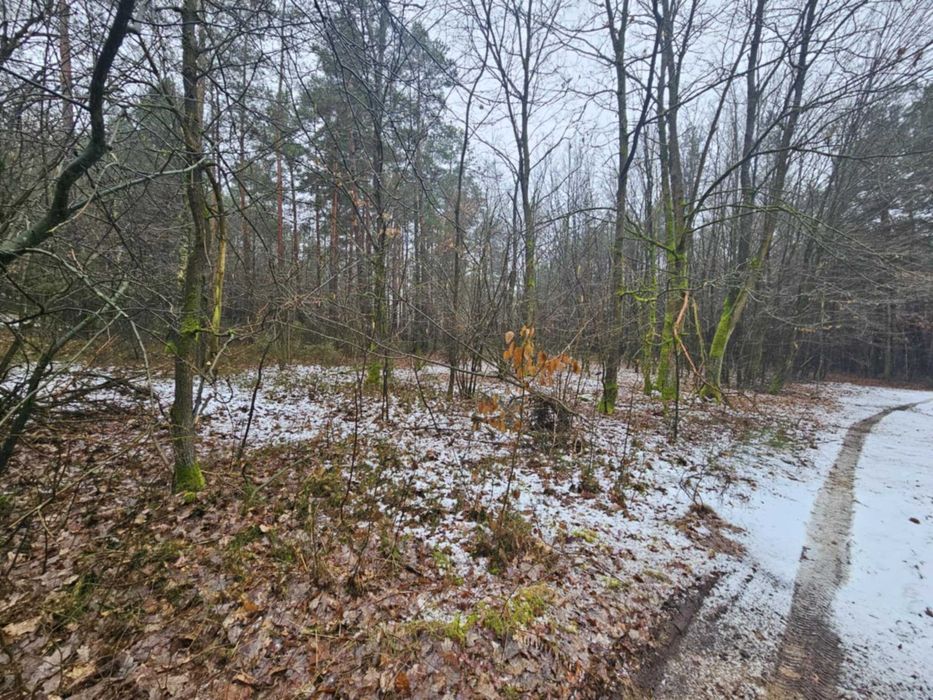 Sprzedam las i grunty calość 3,16ha