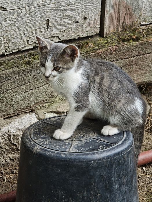 Kocur do oddania 13 tygodni  tylko 16 sierpnia