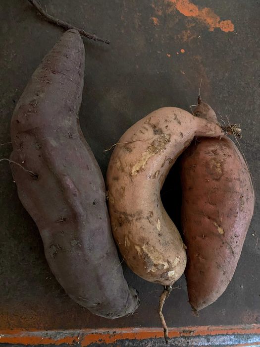 Batata-doce caseira - branca, laranja e roxa