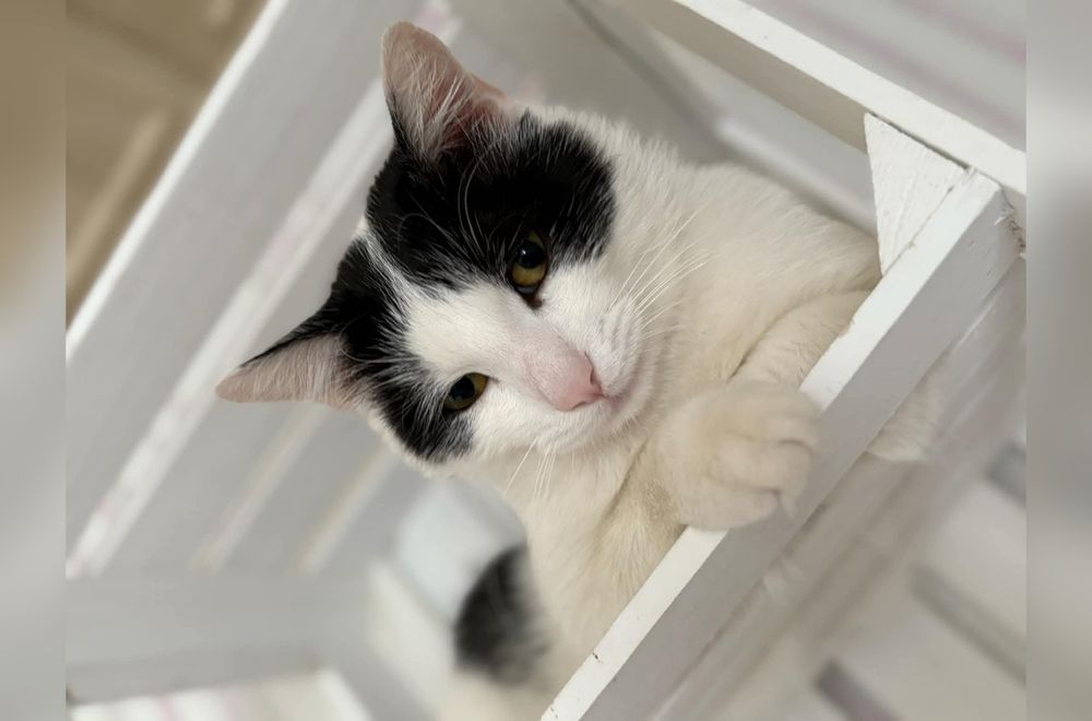 Kocurek Miłoszek szuka domu na stałe!