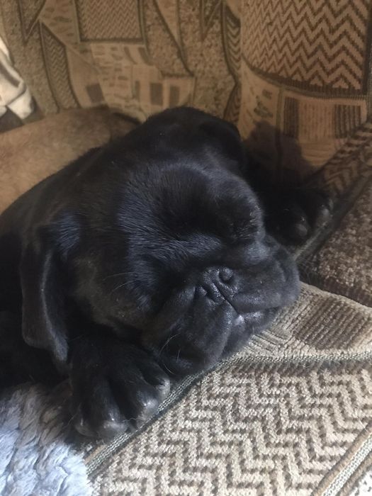 Собачка породи мопса