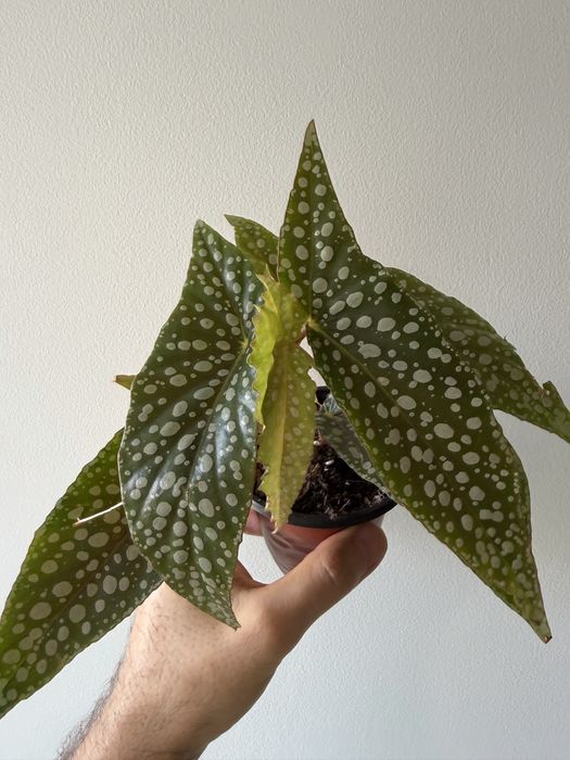 Begonia double dot