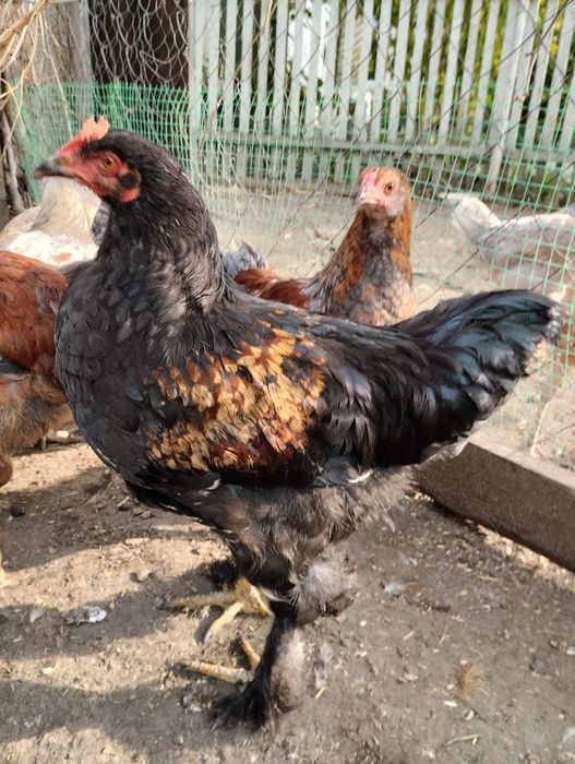 Продаються гарні півні для розведення