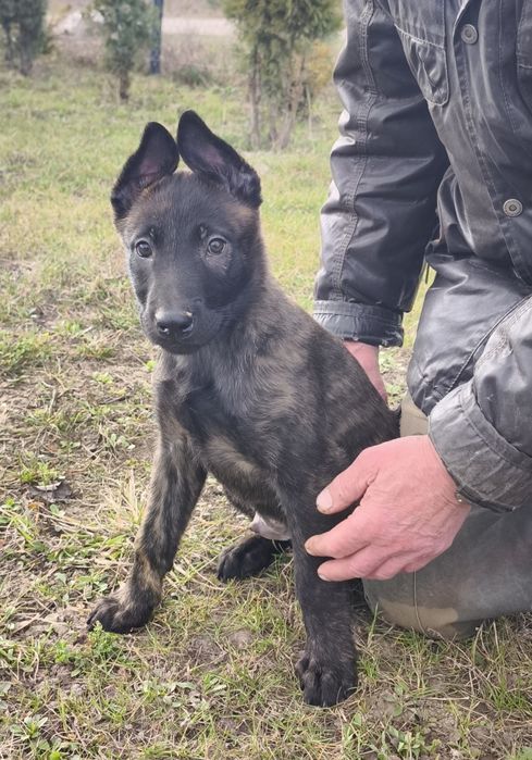 Продам цуценята Голландської вівчарки.  Я не Малінуа, я Хердер