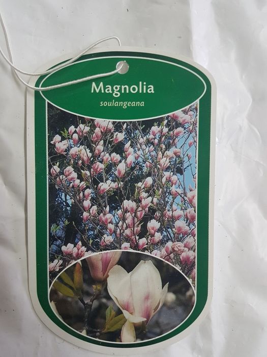 Etykiety kolorowe ze zdjęciem na MAGNOLIE różne rodzaje