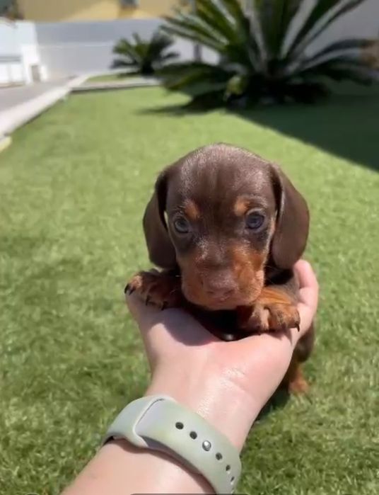 Teckel (Baixote) macho