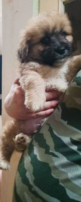 Szczeniaki do oddania