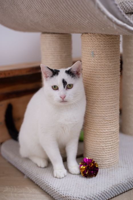 Urocza Białka czeka na dom