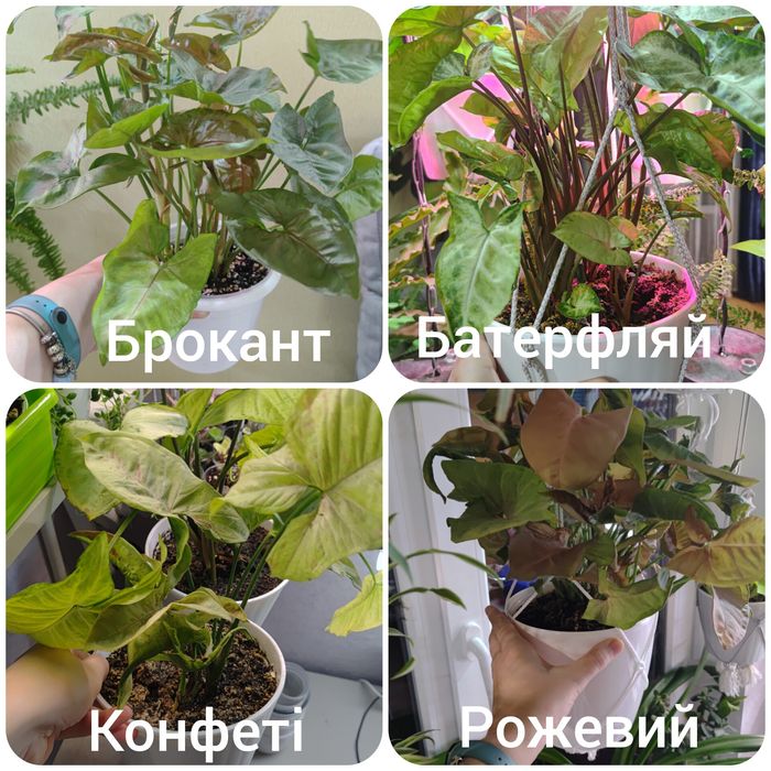 Свіжі зрізи сингоніумів.