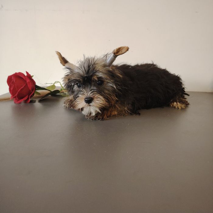 York szczeniak piesek