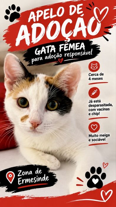 Gata fêmea para adoção responsável
