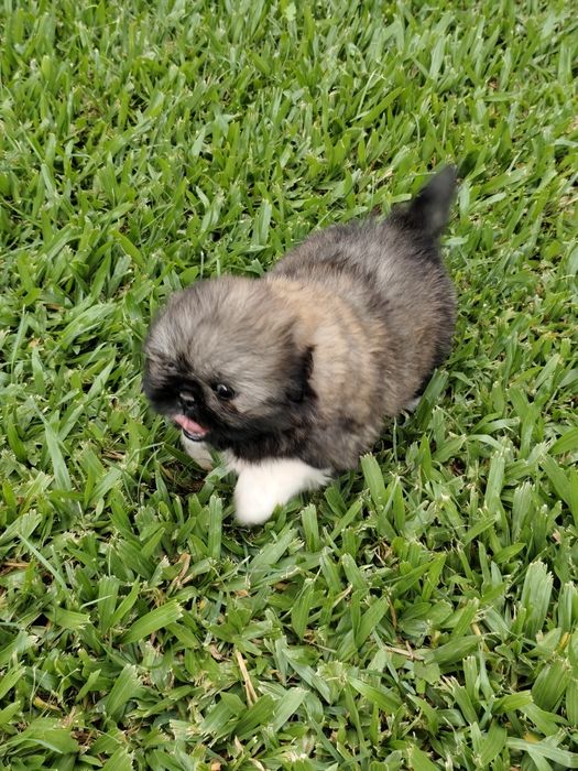 Shih-Tzu fêmea  disponível