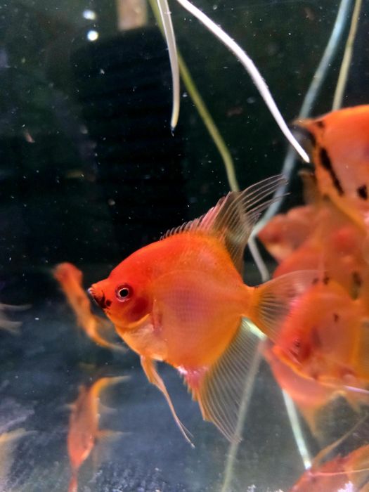 Skalar red devil/czerwone