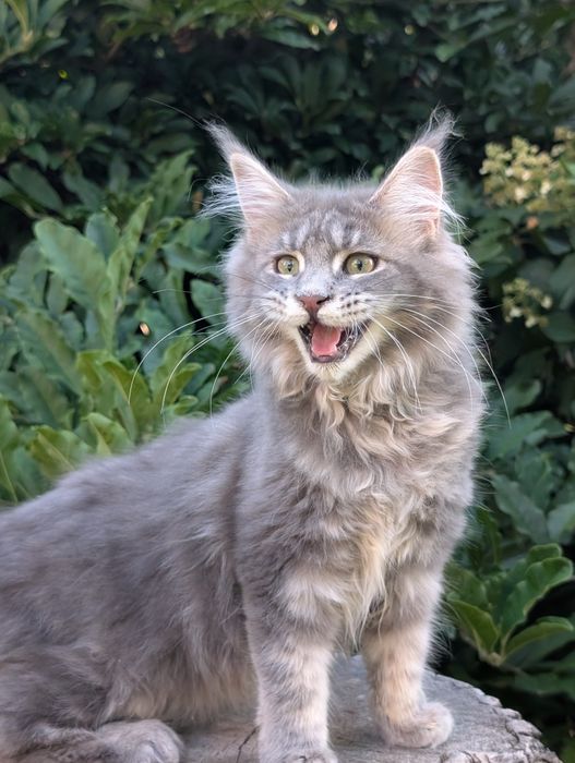 Niebieska klasycznie pręgowana kotka Maine Coon. Zapraszamy