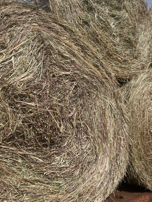 Rolos de palha da campanha passada