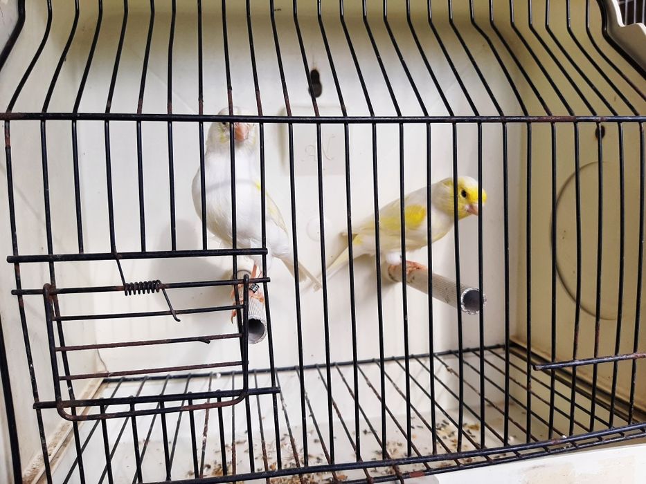 Canários brancos recessivo amarelos intensivos nevados mosaico gloster