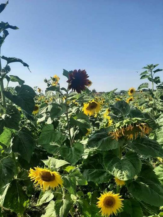 Kwiat słonecznika 1,50zł/szt