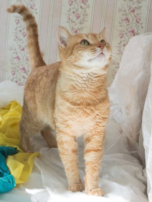 Шикарний рудий кіт в добрі руки!