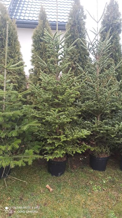 Choinki świąteczne świerk jodła