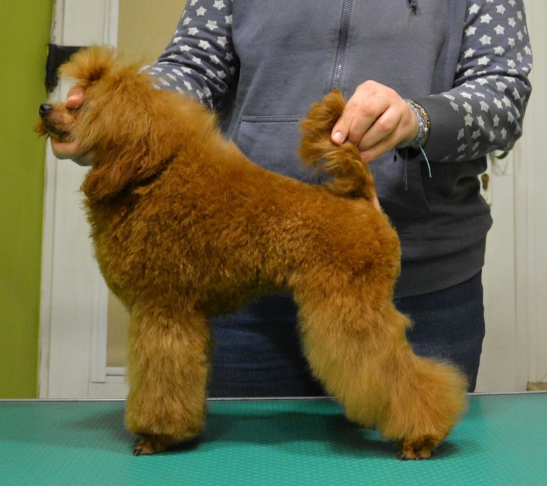 Pudel Miniaturowy/toy Płowy (morelowy) FCI