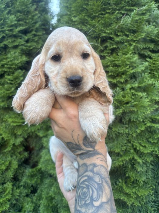 Zapowiedź miotu Cocker Spaniel Angielski