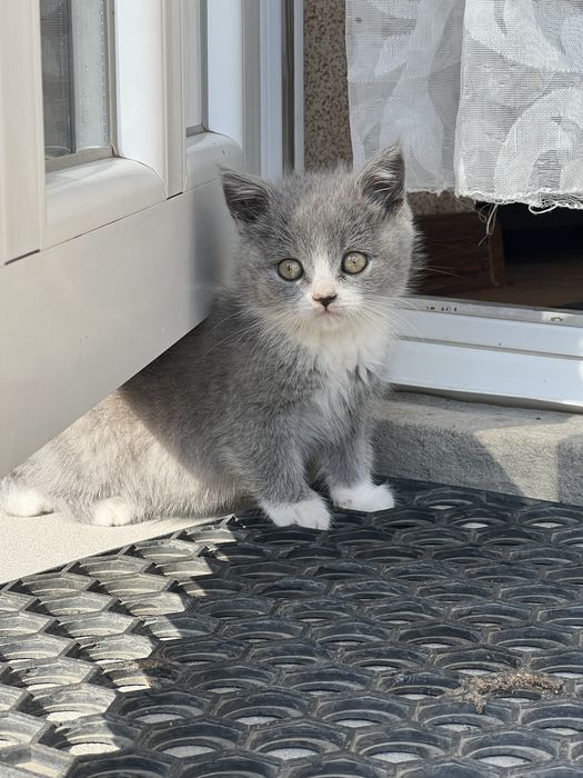 Британські кошенята