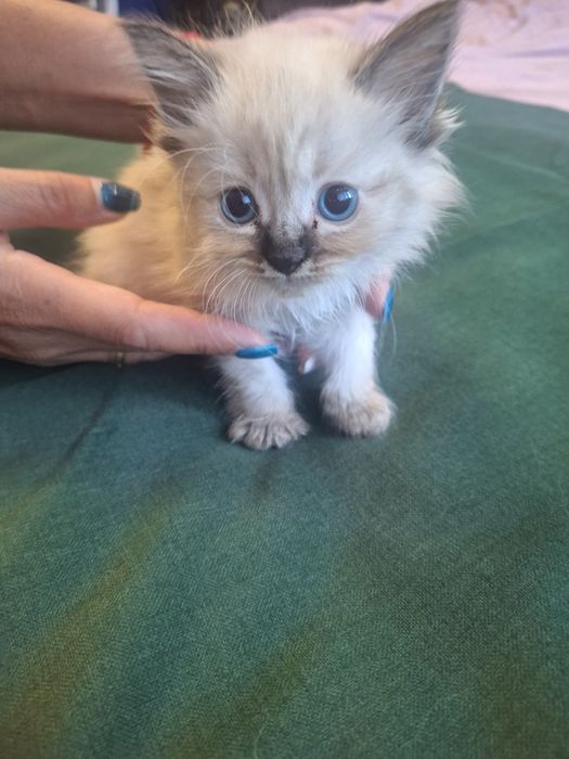 Чудові кошенятка! Невська маскарадна: пухнасті блакитноокі дива шукають родину!