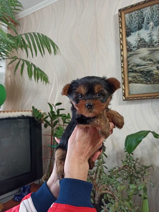 Маленькі цуценята