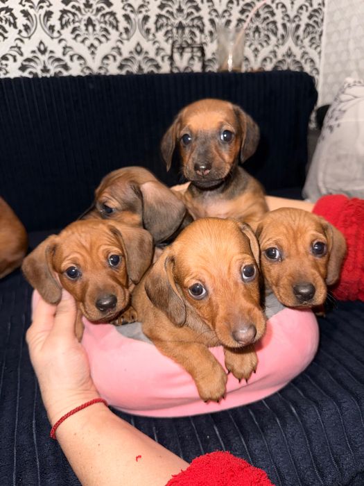 Дітки міні такси 3 хлопчика, 2 дівчинки