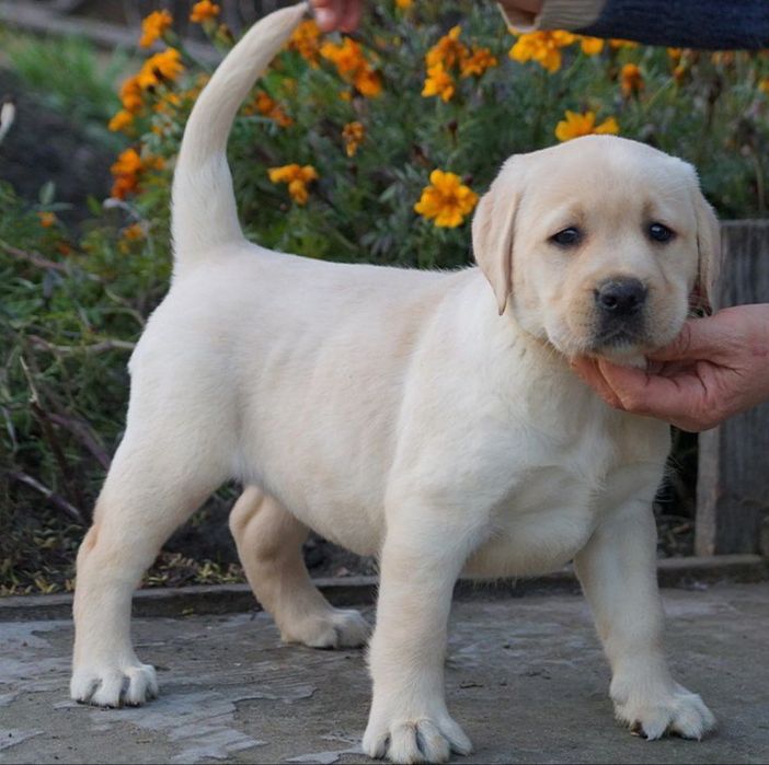 Лабрадор-ретривер КСУ