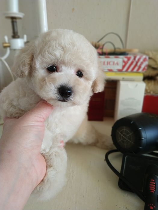 Девочки мальтипу карамельная и белая