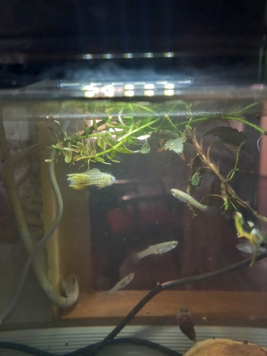 Guppys Endler Snake Skin e Tiger