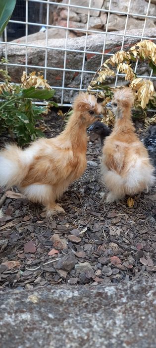Sedosas do japao  barbudas