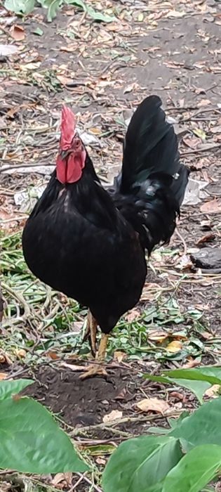 Куротерапия петушки , петухи ,