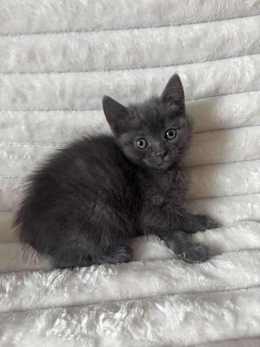 киці кошенята котики